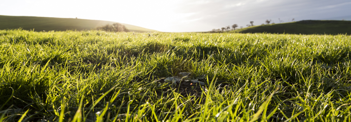 grass field