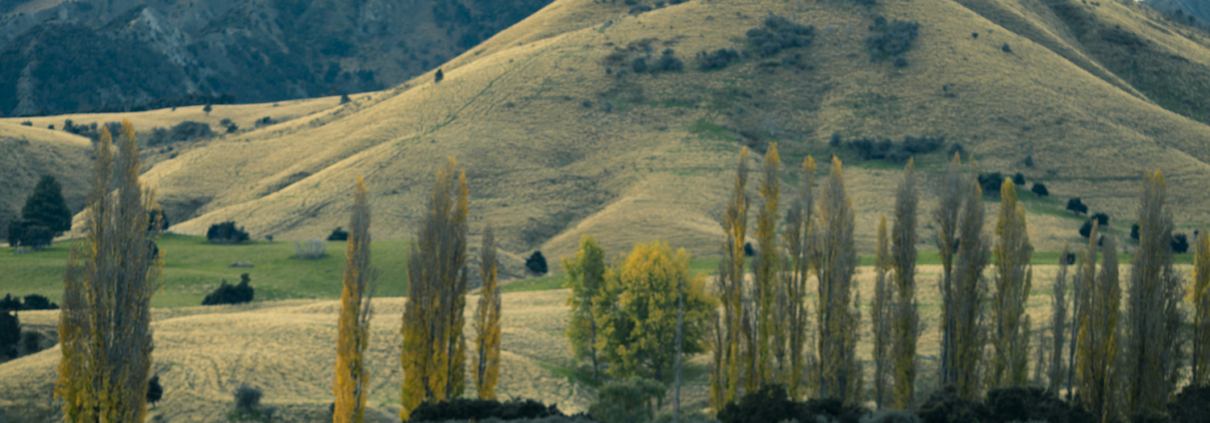 landscape with sheep