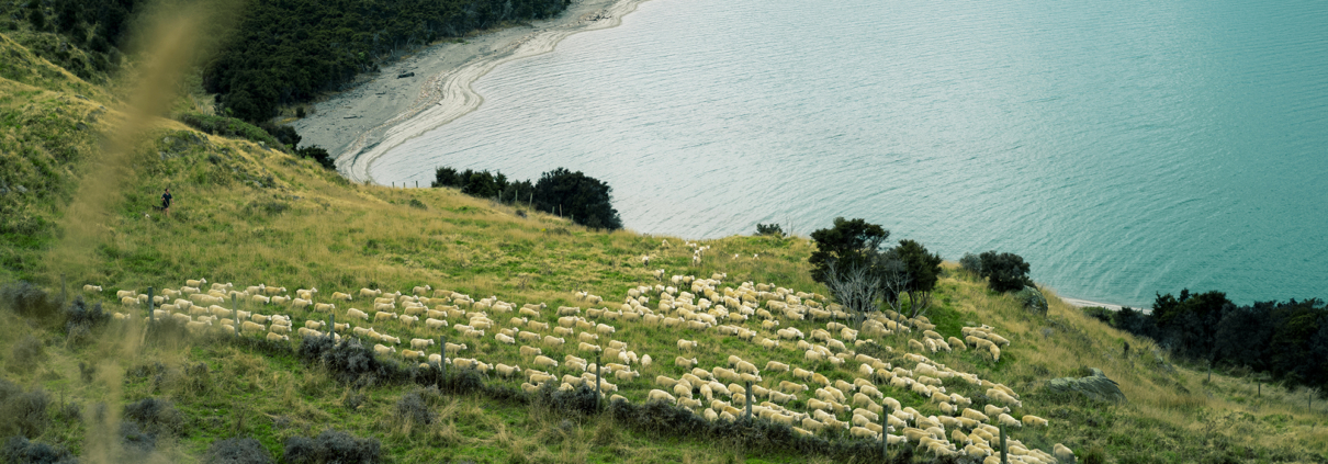 pure south lamb