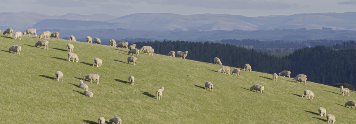 Alliance Group capital raise, New Zealand